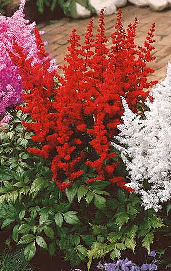 Čechrava - trvalka plná jasných barev a něžných tvarů pro váš zahradní ráj