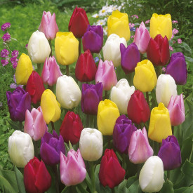 Tulipány, směs barev (140)