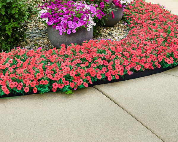 Supertunia Mini Vista® Scarlet (3)