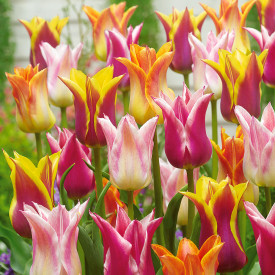 Liliovité tulipány (30)