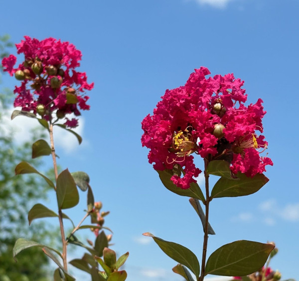 Lagerstroémie Red