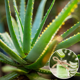 Aloe Vera