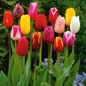 Tulipány s dlouhým stonkem (50)