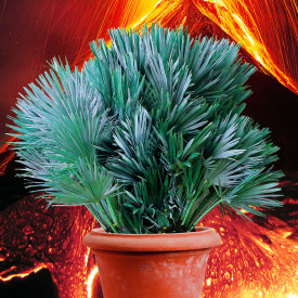 Chamaerops Vulcano