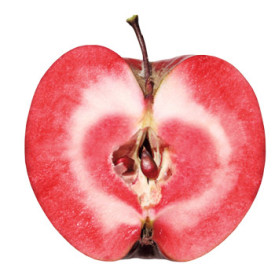 Red Love Odysso jabloň, volné kořeny