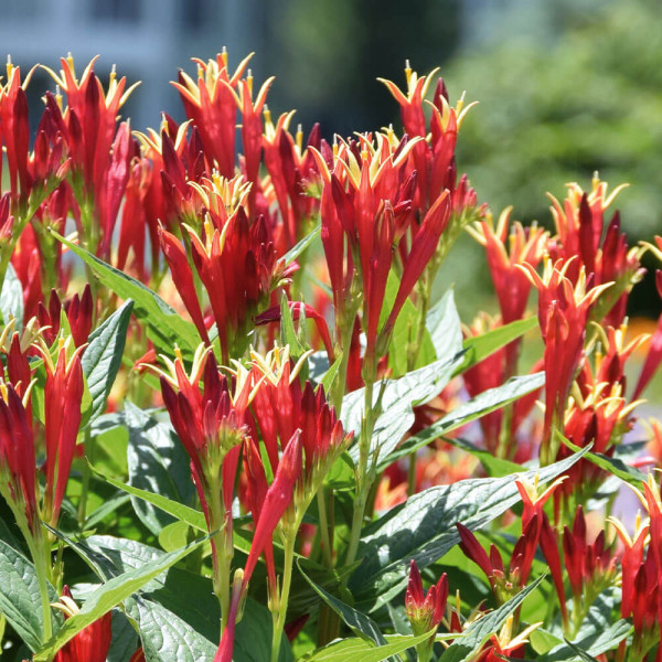 Spigelia Little Redhead (3)