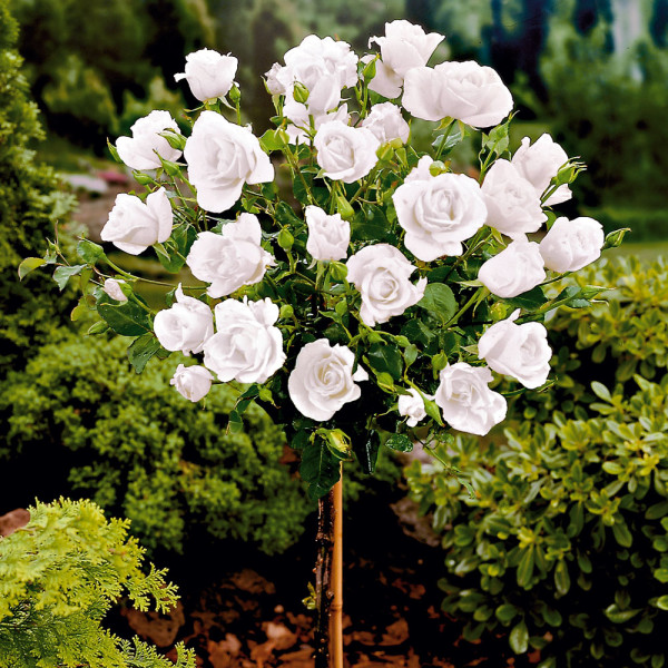 Stromková růže bílá