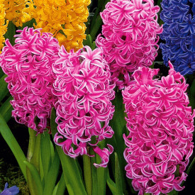 Hyacinty Pink Pearl, růžové (4)