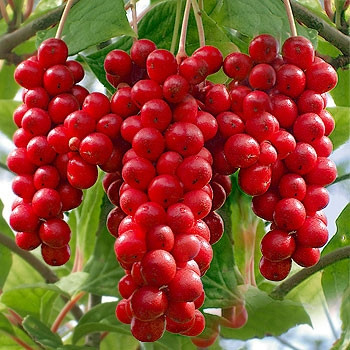 Schisandra, bobule života