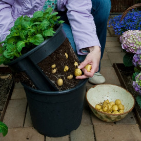 PotatoPot květináč