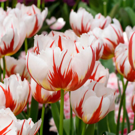 Happy Generation, tulipány (10)