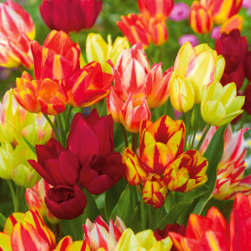 Vícekvěté tulipány, mix (20)