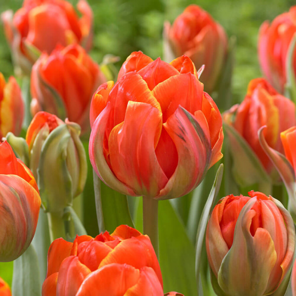 Queensday, tulipány (10)