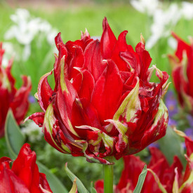 Red Spider, tulipány (8)