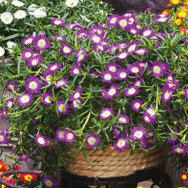 Delosperma Violett Wonder