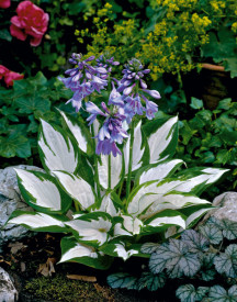 Hosta Fire and Ice 