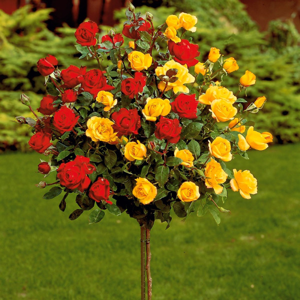 Stromková růže Bicolor