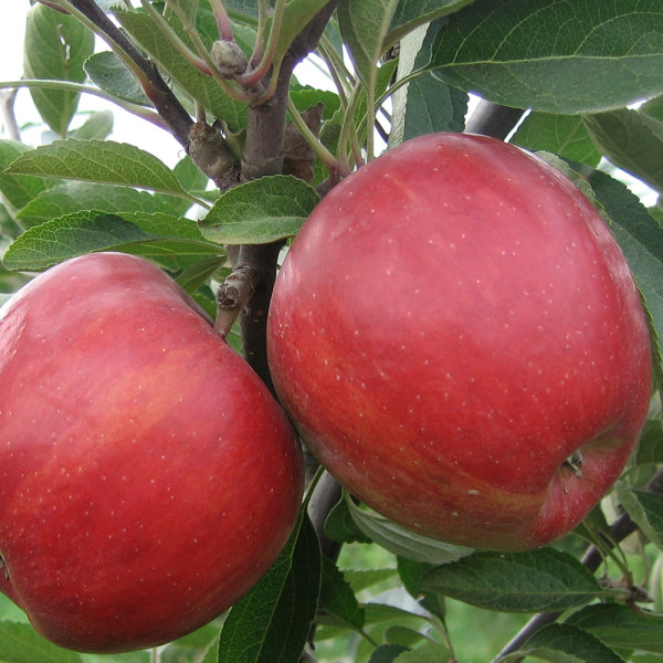 Braeburn jabloň, kontejner