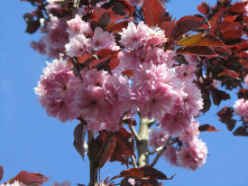 Sakura Royal Burgundy