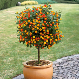 Lantana, stromek