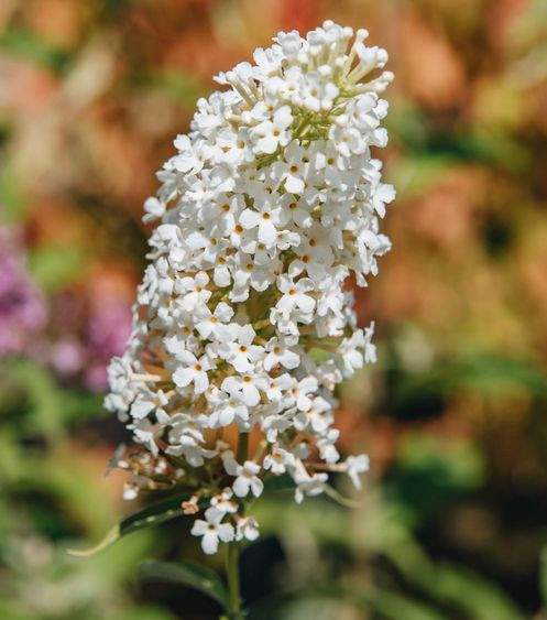 Komule Davidova 'Butterfly Tower White'