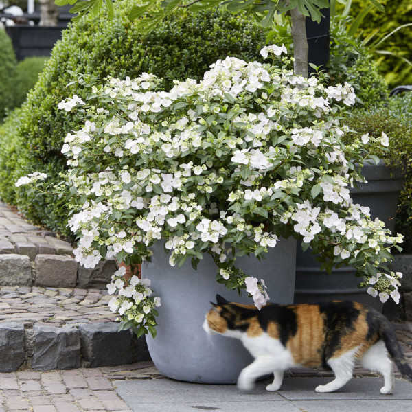 Hortenzie Runaway Bride