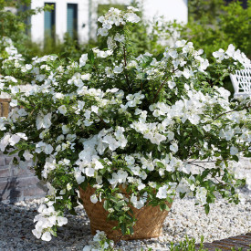 Hortenzie Runaway Bride