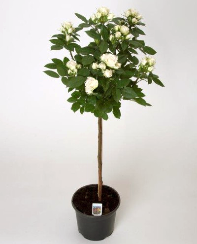 Stromková růže 'Terrazza', bílá