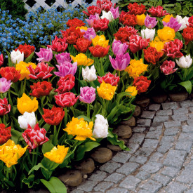Plnokvěté rané tulipány (25)