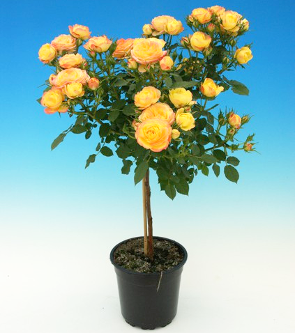 Stromková růže 'Terrazza', žlutá
