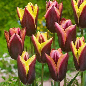 Striped Bats, tulipány (15)