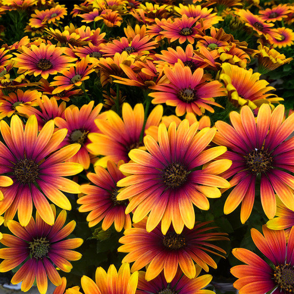 Osteospermum Purple Sun (3)