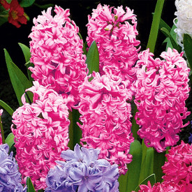Hyacinty Fondante, světle růžové (4)