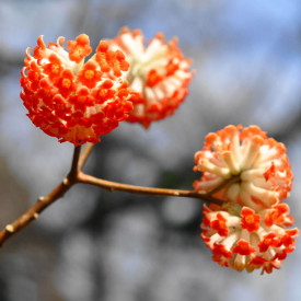 Edgeworthia - papírový keř červený