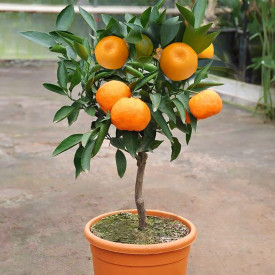 Mandarinka Satsuma