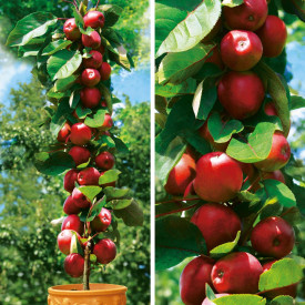 Redcats® sloupovitá jabloň, volné kořeny