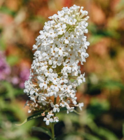 Komule Davidova 'Butterfly Tower White'