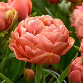 Cooper Image, tulipány (10)