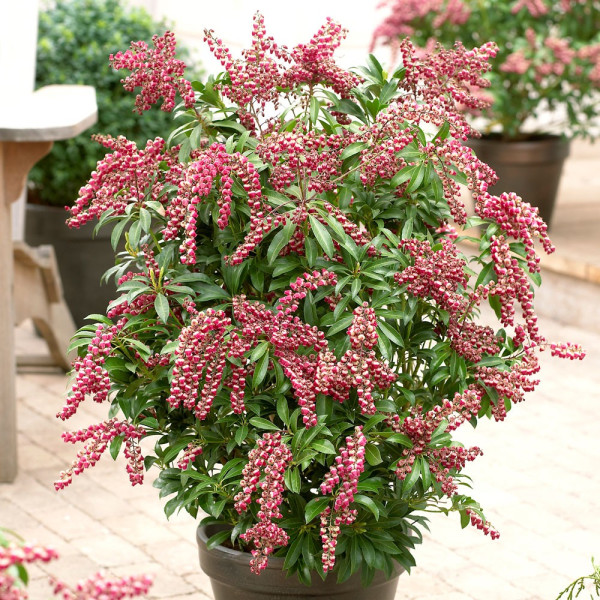 Pieris japonská