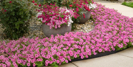 Supertunia Vista® Bubblegum(3)