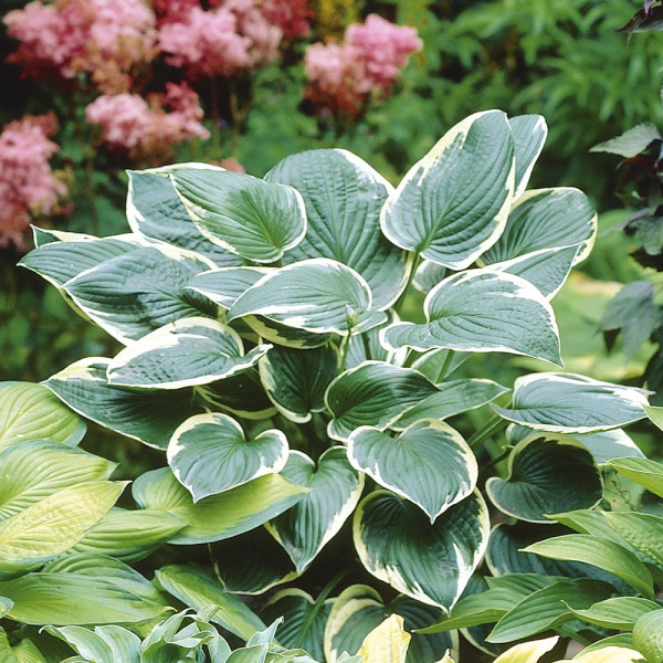 Hosta Francee