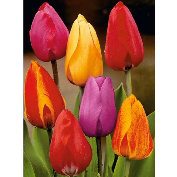 Tulipány Darwin hybrid (25)