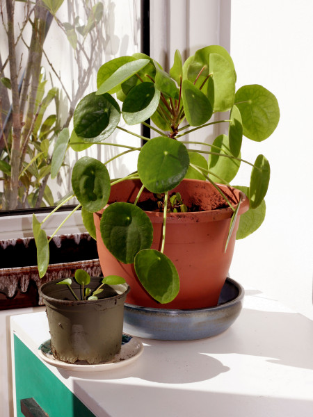 Pilea pepermioides