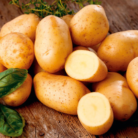 Gala, brambory (2,5 kg)