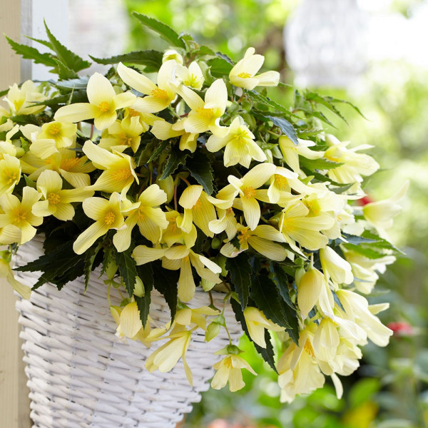 Begonia Beauvilia® Lemon℗ (3)